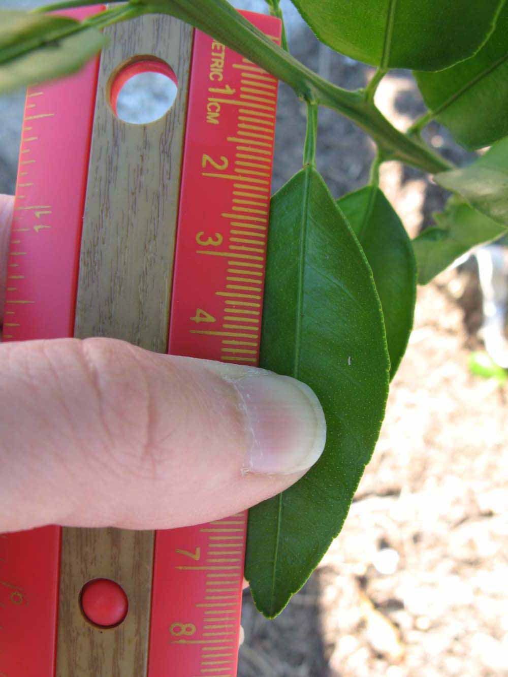              Unifoliolate leaf (Winter Haven, FL)       